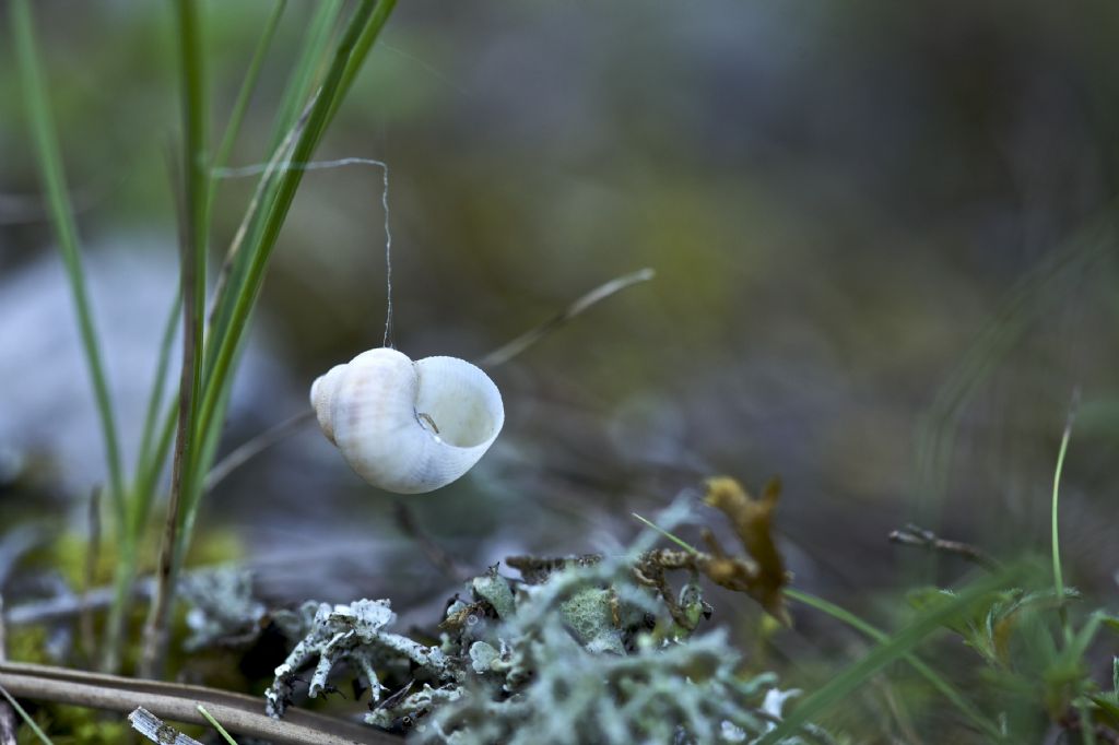 Pellenes cf. nigrociliatus (gusci appesi)  - Vezzano TN